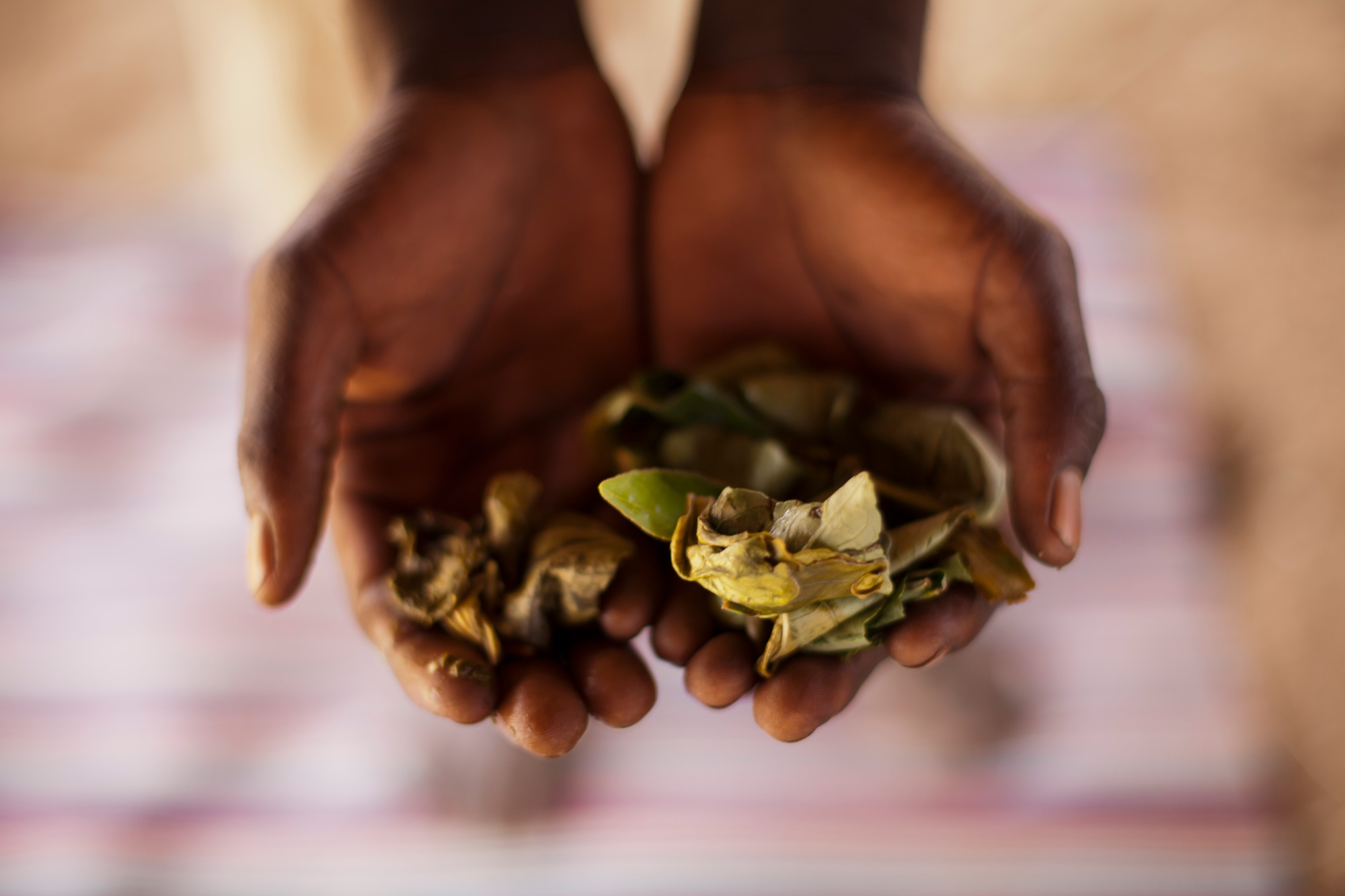 twee handen met bladeren