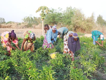 Fanta Bocoum en andere vrouwelijke boeren in Mali