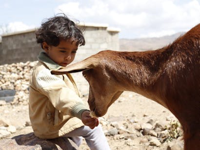 Kindje uit Jemen voert een geit